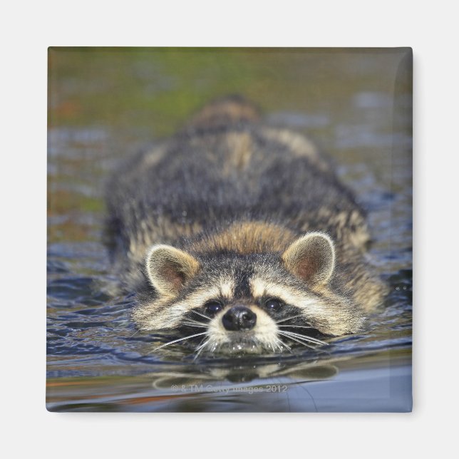 Adult Raccoon, Procyon lotorOrden: Magnet (Vorne)