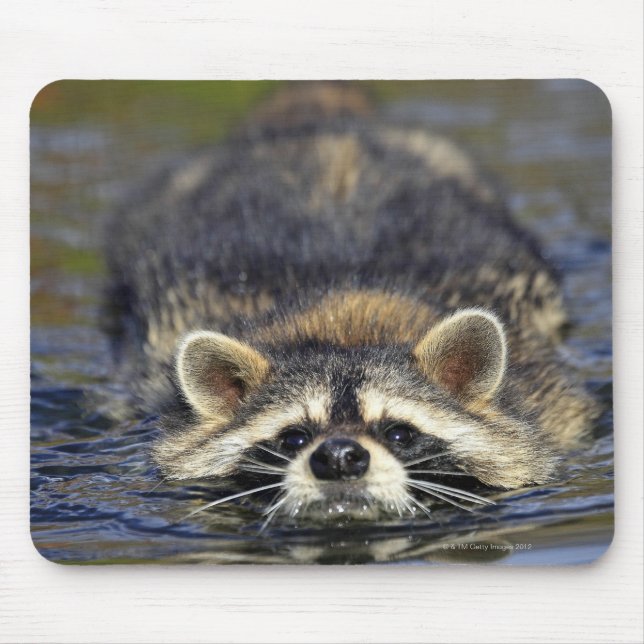 Adult Raccoon, Procyon lotorOrden: Mousepad (Vorne)