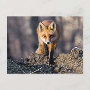Advance Fox Postkarte
