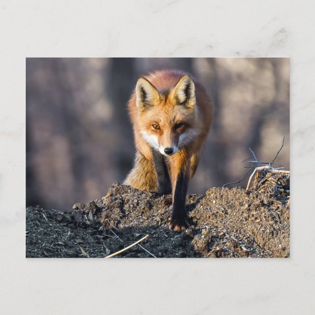 Advance Fox Postkarte (Vorderseite)