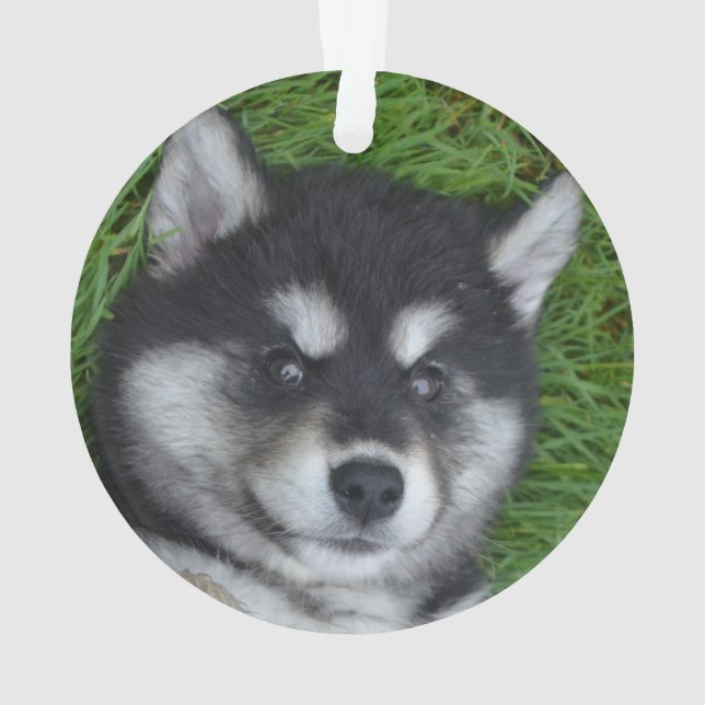 Adventure Alusky Welpenhund Ornament (Rückseite)