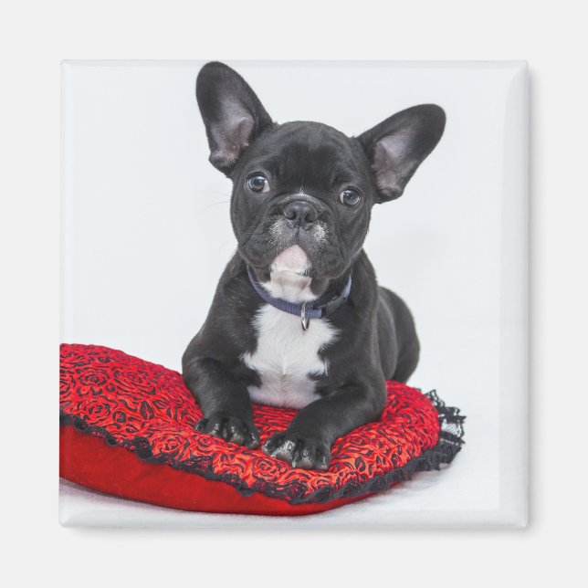 Adventure Black and White Bulldog Puppy Foto Magnet (Vorne)