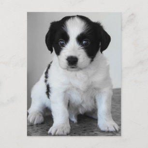 Adventure Black and White Puppy Postkarte