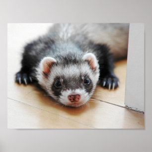 Adventure Sable Ferret Poster