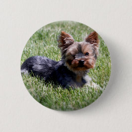 Advertierbare Yorkie-Multiprodukte Ausgewählt Button