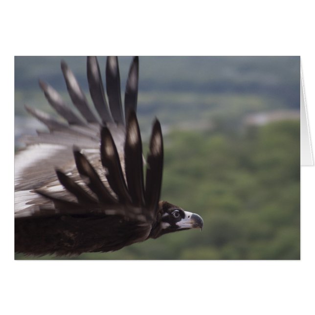 Aegypius monachus (Vorderseite (Horizontal))