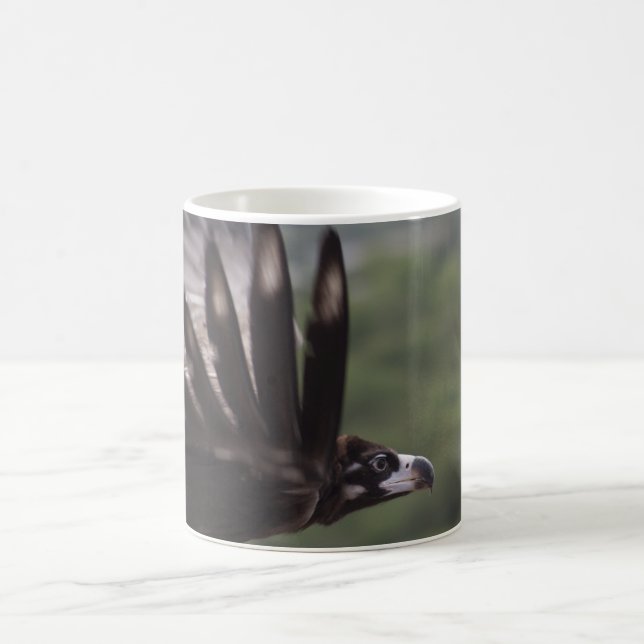 Aegypius monachus tasse (Mittel)