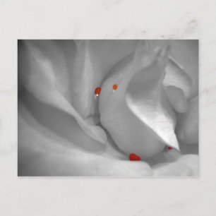 Aeolian Watercolor Postcard Postkarte