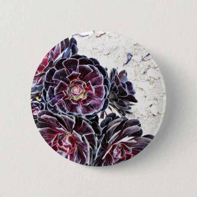 Aeonium-Blume auf trockenen Felsen Button (Vorderseite)