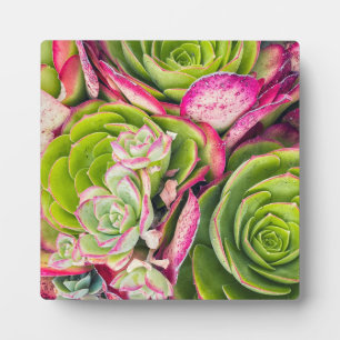 Aeonium Fotoplatte