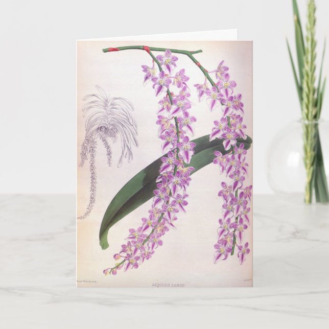 Aerides Lobbii Vintag Lilac Lindenia Orchid Karte (Vorderseite)