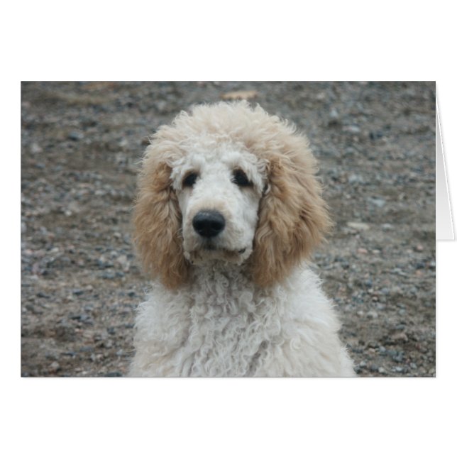 Aero-4 (Vorderseite (Horizontal))