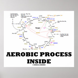 Aerobic Process Inside (Krebs Cycle) Poster