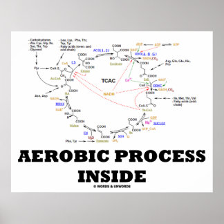 Aerobic Process Inside (Krebs Cycle) Poster