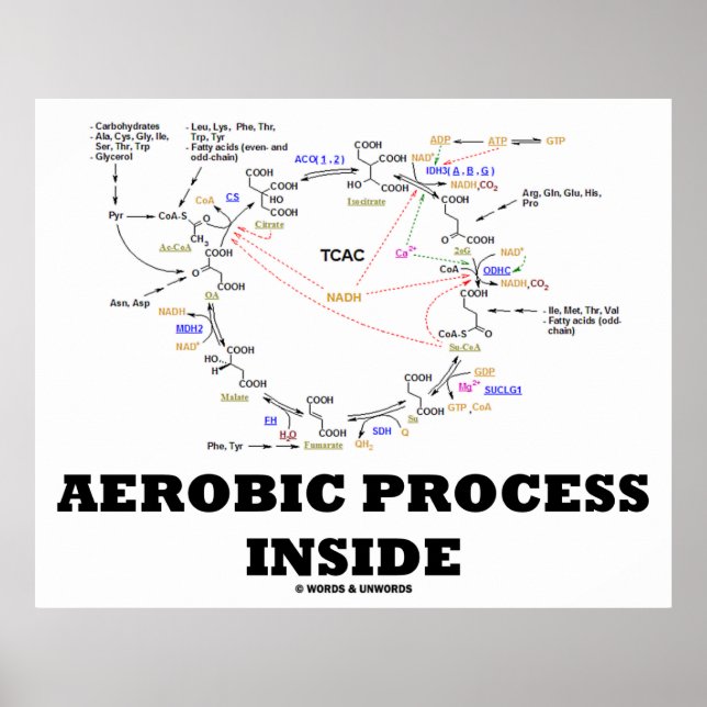 Aerobic Process Inside (Krebs Cycle) Poster (Vorne)