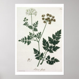Aethusa Cynapium from 'Phytografie Medicale' by J Poster