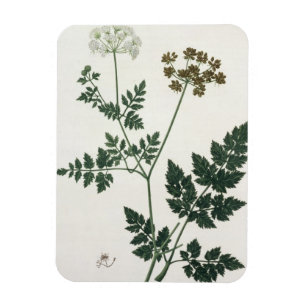 Aethusa Cynapium von "Phytographie Medicale" durch Magnet