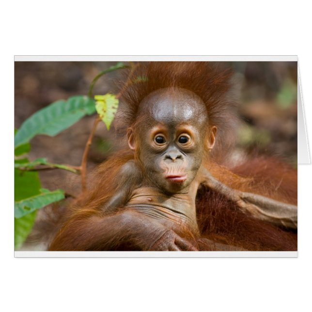 Affäre 3 (Vorderseite (Horizontal))