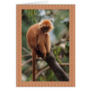 Affe