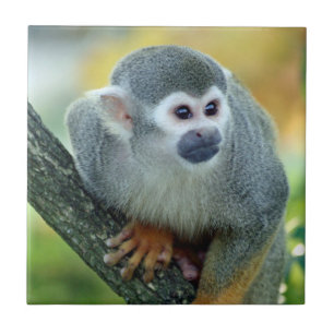 Affe 004 fliese
