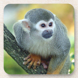 Affe 004 getränkeuntersetzer