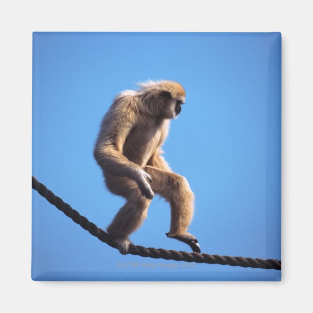 Affe auf Seil Magnet (Vorne)