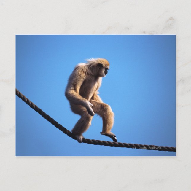 Affe auf Seil Postkarte (Vorderseite)
