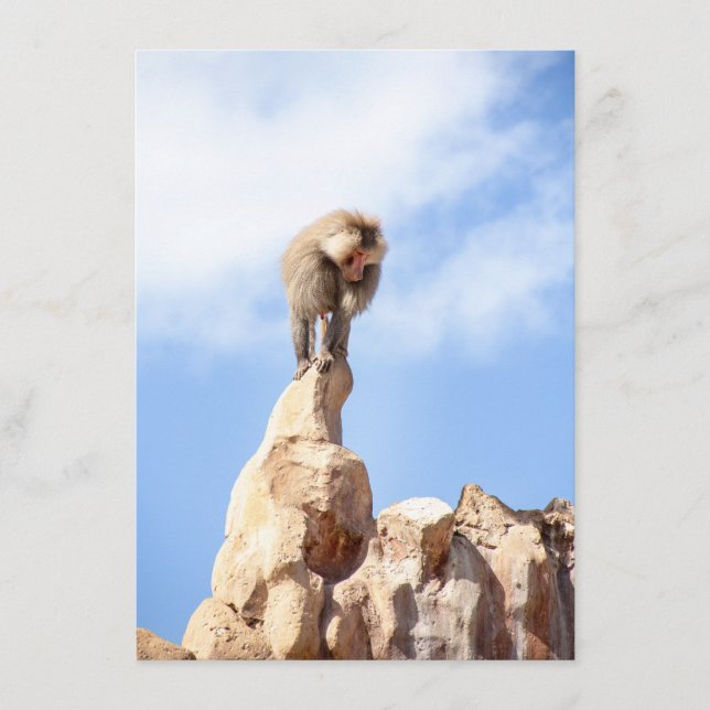 Affe Baboon auf einem Berg Hinweiskarte (Vorderseite)