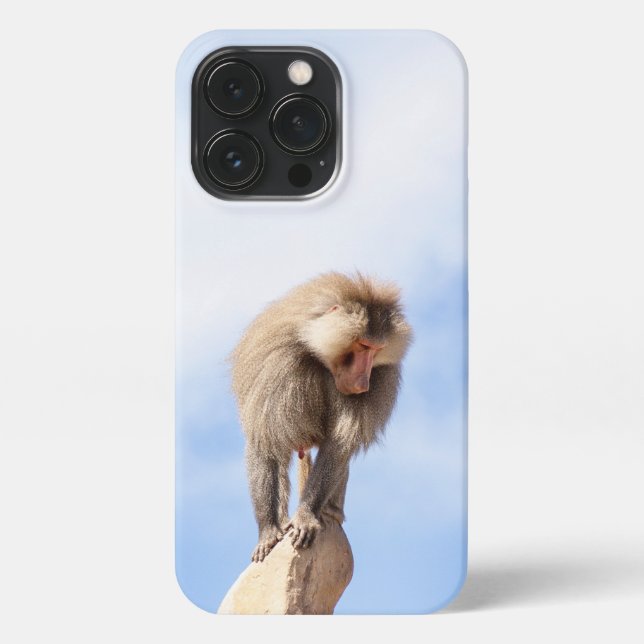 Affe Baboon auf einem Berg iPhone Hülle (Rückseite)