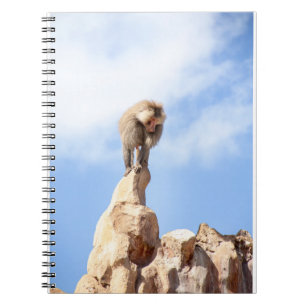 Affe Baboon auf einem Berg Notizblock
