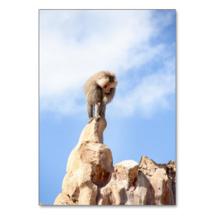 Affe Baboon auf einem Berg Tischnummer