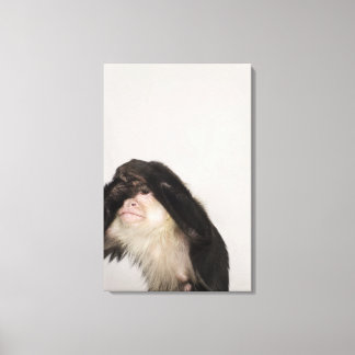 Affe bedeckt die Augen Leinwanddruck