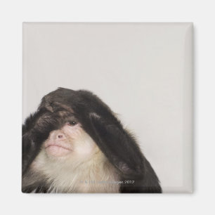 Affe bedeckt die Augen Magnet