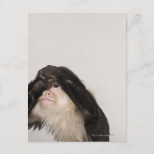 Affe bedeckt die Augen Postkarte