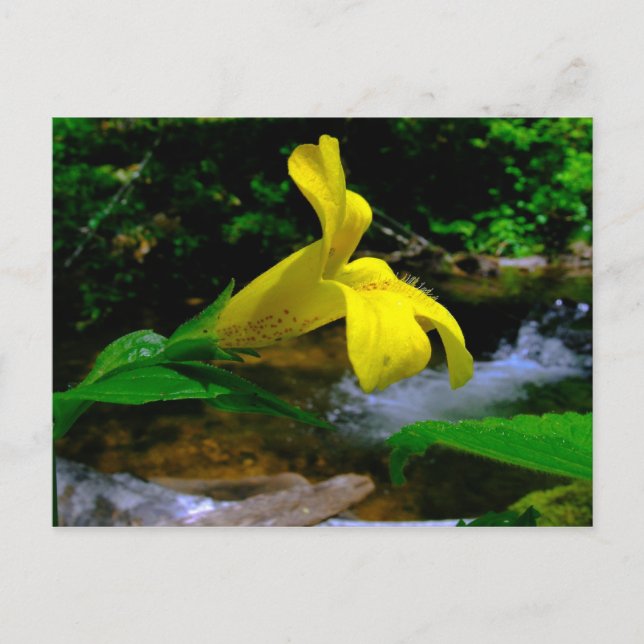 Affe Blume 01 Postkarte (Vorderseite)