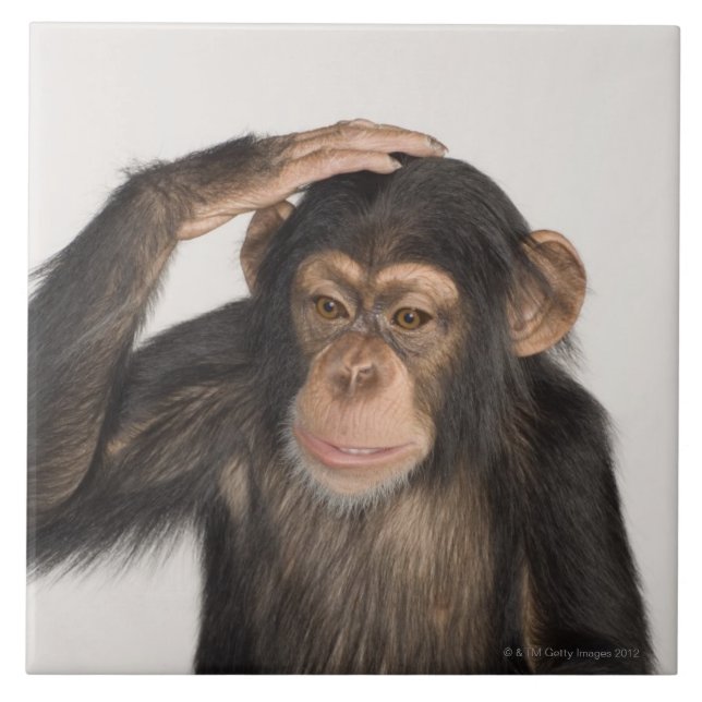 Affe, der seinen Kopf verkratzt Fliese (Vorderseite)