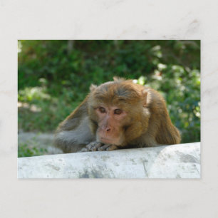 Affe - Großvater Postkarte