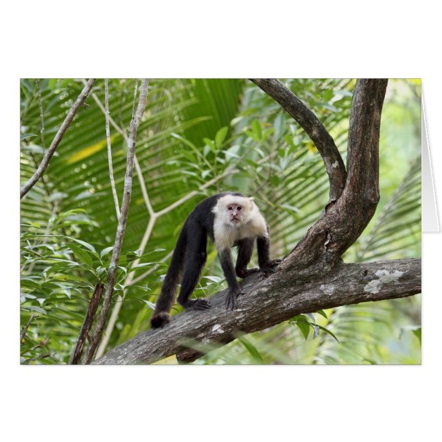 Affe im Dschungel (Vorderseite (Horizontal))