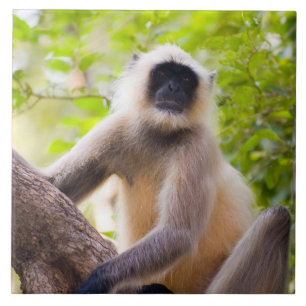 Affe im Dschungel des Ranthambore-Nationalparks Fliese