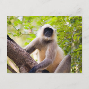 Affe im Dschungel des Ranthambore-Nationalparks Postkarte