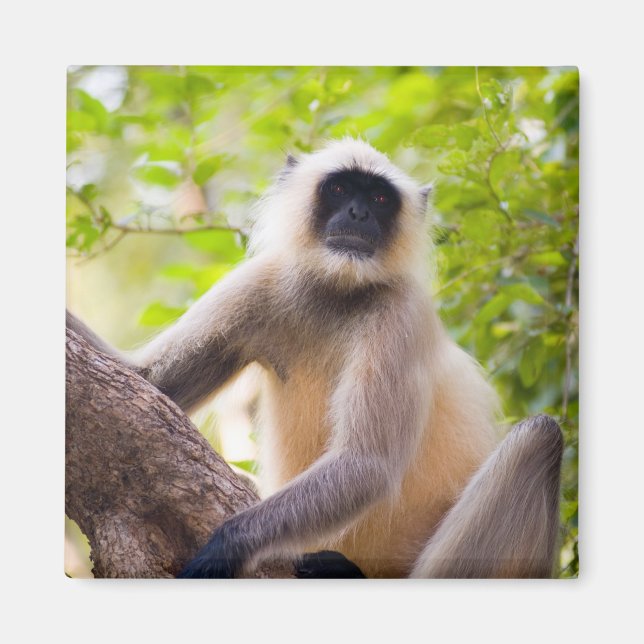 Affe im Dschungel des Ranthamborner Nationalparks Magnet (Vorne)