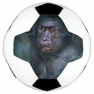 Affe im Dschungel Fußball