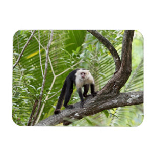 Affe im Dschungel Magnet
