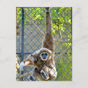 Affe im Zoo-Habitat Postkarte