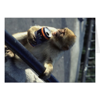 Affe in Gibraltar