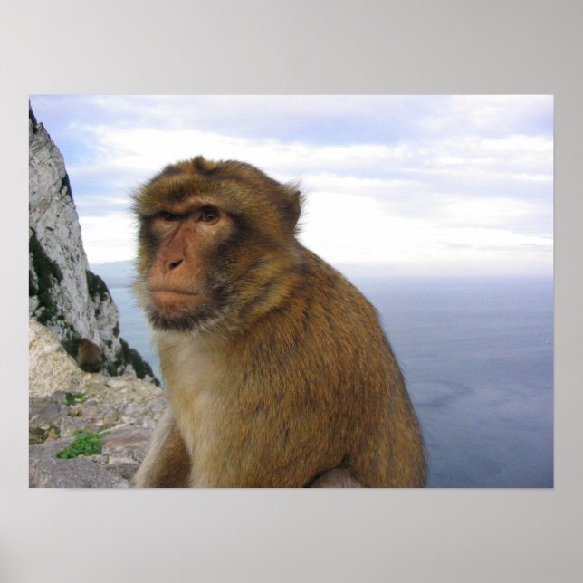 Affe in Gibralter Poster (Vorne)