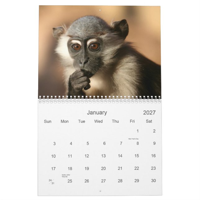 Affe-Kalender 2013 Kalender (Jan 2027)