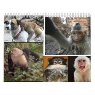 Affe-Kalender 2013 Kalender
