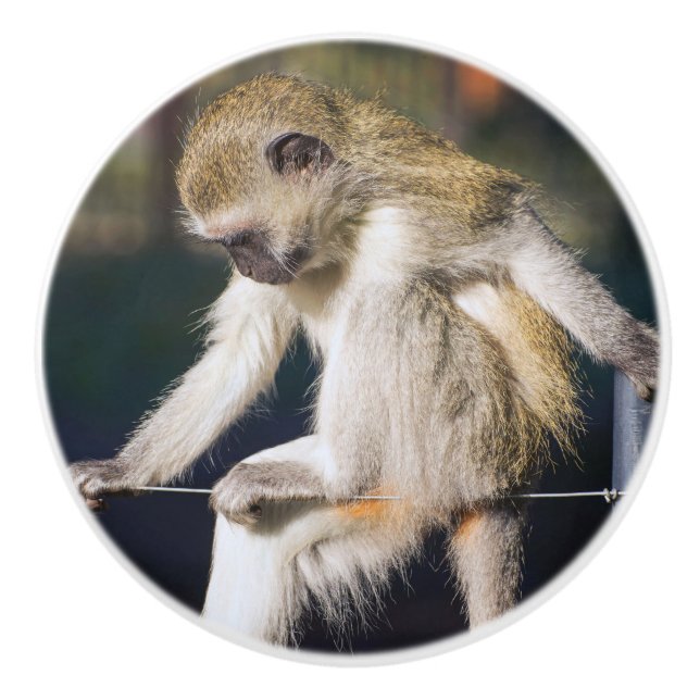 Affe Keramikknauf (Vorderseite)