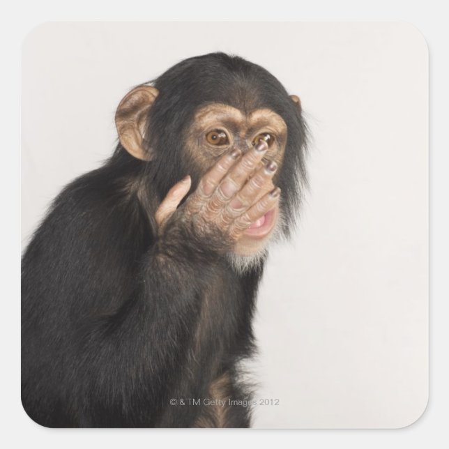 Affe keucht sich das Gesicht Quadratischer Aufkleber (Vorderseite)